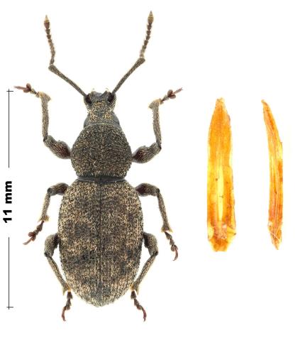 Otiorhynchus albidus